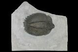 Arctinurus Trilobite - Classic New York Trilobite #163594-1